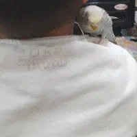 ۹ عدد مرغ عشق نرو ماده قاطی