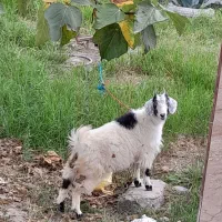 بز بازی گوش سنگین سرحال