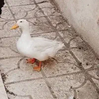 اردک سرحال و بزرگ