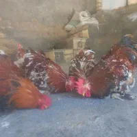 کوشین رد متلد