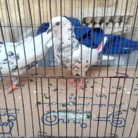 معاوضه با قزوینی
