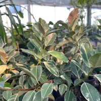 گلخونه گاردن سیتی آپارتمانی|گل و گیاه طبیعی|محمودآباد, |دیوار