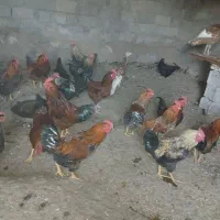 فروش خروس ارگانیک