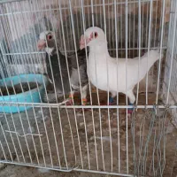 کبوتر ذات هفرنگ