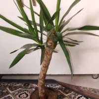 گل یوکا