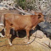 دو راس گوساله نر و ماده
