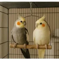 عروس هلندی جفت مولد