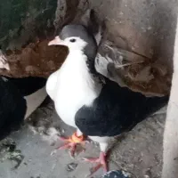 جوجه کبوتر خشکل