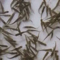 فروش بچه ماهی قزل آلا