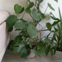 گل برگ انجیری     بدون معاوضه
