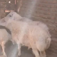 بره