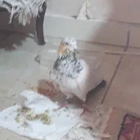 کبوتر سینه دم سیاه|پرنده|پرند, فاز ۵|دیوار