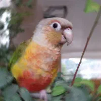 طوطی( گرینچیک ) گمشده
