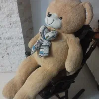 خرس بزرگ طلایی