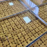 *( نیروی خانم جهت کار در کارگاه قنادی )*|استخدام خدمات فروشگاه و رستوران|بروجن, |دیوار