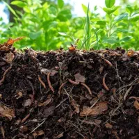 کود سوپر پی ال ای ورمی کمپوست