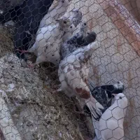 ۱۲ عدد کفتر پرشی دانه ای ۱۰۰