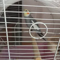 عروس هلندی نر سخنگو