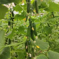 فروش چوب گلخانه