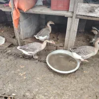 غاز|حیوانات مزرعه|رضوانشهر, |دیوار