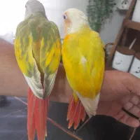 پاید آناناسی پاید ردچیک