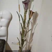 آباژور