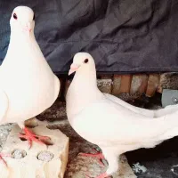 کبوتر‌دورگ‌ جفت