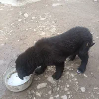 توله سگ ماده قدرجونی