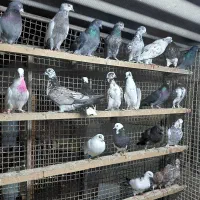 کبوتر جوجه هوایی|پرنده|قائم‌شهر, |دیوار