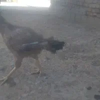 ۲ مرغ زینتی یک لاری نوک طوطی