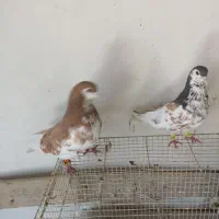 کبوتر