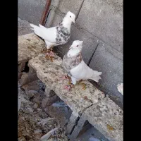 طوقی|پرنده|کوهبنان, |دیوار