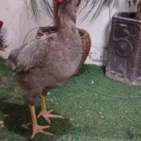 خروس تخم لاری اوشامو|حیوانات مزرعه|تهران, شهرک دریا|دیوار