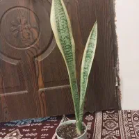 سانسوریا لب طلا