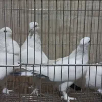 کبوتر ماده|پرنده|قم, کیوانفر|دیوار