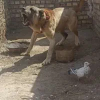 واگذاری سگهای نگهبان و گوسفندی