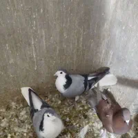 کبوتر|پرنده|شاهینشهر, خانه کارگر|دیوار