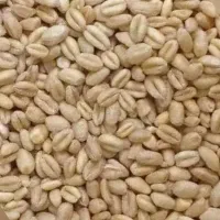 گندومپتو