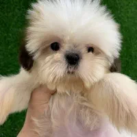 سگ های آپارتمانی|سگ|رشت, لاکانی|دیوار