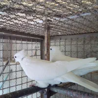 کبوتر پرشی سفید کاکلی .سرخ .قرمزی کاکلی|پرنده|کرج, فاز ۲ مهرشهر|دیوار