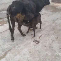 گاو شیری|حیوانات مزرعه|قیدار, |دیوار