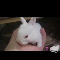 بچه خرگوش سفید چشم قرمز