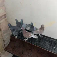 7عدد گرفتنی