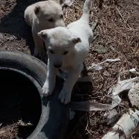 واگذاری توله سگ|سگ|مراغه, |دیوار