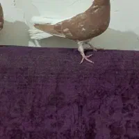 چپ دم سفید جفت خواهر برادر|پرنده|اهواز, فتح|دیوار