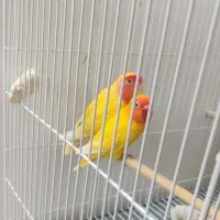 طوطی کوتوله|پرنده|مشهد, کوه سنگی|دیوار