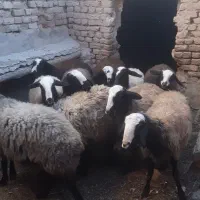 شیشک درجه یک شال