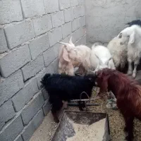 کره محلی از 8کیلو گوشت تا 15|حیوانات مزرعه|زرند, |دیوار