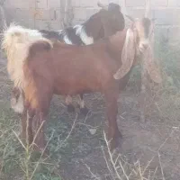 مشتری هستی تماس بگیر