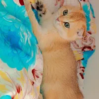 اسکاتیش گلد(فروش)|گربه|ارومیه, |دیوار